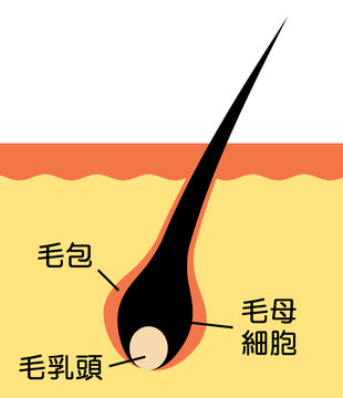 毛母細胞